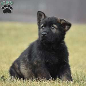 Grim, German Shepherd Puppy